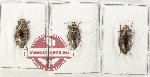 Scientific lot no. 515 Tenebrionidae (3 pcs)