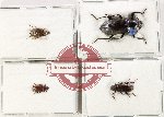 Scientific lot no. 516 Tenebrionidae (4 pcs)
