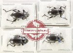 Scientific lot no. 504 Tenebrionidae (4 pcs A2)