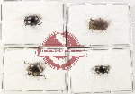 Scientific lot no. 513 Tenebrionidae (4 pcs)