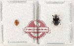 Scientific lot no. 216 Erotylidae (2 pcs)