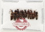 Scientific lot no. 201 Staphylinidae (10 pcs)