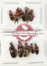 Scientific lot no. 200 Staphylinidae (10 pcs)