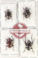 Scientific lot no. 511 Tenebrionidae (4 pcs - 1 pc A2)