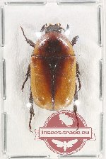 Micropoecila cincta (A2)