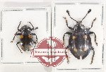 Scientific lot no. 111 Endomychidae (2 pcs)