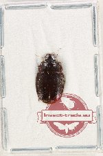 Spalomorpha sp. 1 (A2)