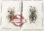 Scientific lot no. 1038 Curculionidae (2 pcs)