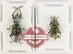 Scientific lot no. 1039 Curculionidae (2 pcs)