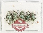 Scientific lot no. 999X Curculionidae (5 pcs)