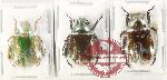 Scientific lot no. 417 Rutelinae (3 pcs)