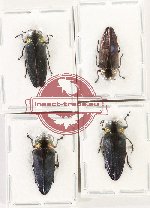 Scientific lot no. 137 Buprestidae (Belionota spp.) (4 pcs A, A-, A2)