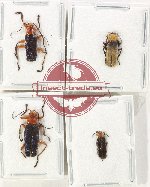 Scientific lot no. 88 Cantharidae (4 pcs)