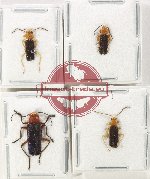 Scientific lot no. 89 Cantharidae (4 pcs)
