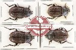Scientific lot no. 2 Silphidae (4 pcs - 2 pcs A2)