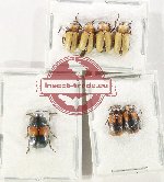 Scientific lot no. 655 Chrysomelidae (7 pcs)