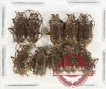 Scientific lot no. 638 Chrysomelidae (10 pcs)