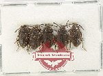 Scientific lot no. 509 Tenebrionidae (5 pcs)