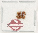 Scientific lot no. 201 Scolytidae (10 pcs)