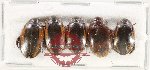Scientific lot no. 216 Dytiscidae (5 pcs)