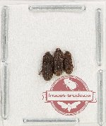 Scientific lot no. 25 Ostomidae (3 pcs)