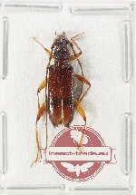 Tethionea sp. 1 (A-)