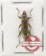 Ceresium virens Heller, 1914