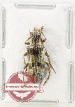 Tmesisternus sp. 26 (A2)