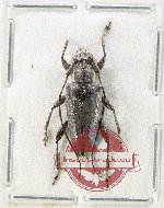 Trigonoptera sp. 2 (A2)