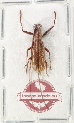 Olenecamptus strigosus (A2)