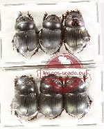Scientific lot no. 1022 Coprophaga (6 pcs)