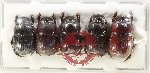 Scientific lot no. 1016 Coprophaga (5 pcs)