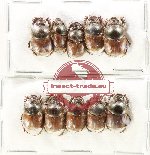 Scientific lot no. 992 Coprophaga (10 pcs)