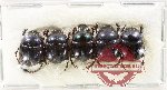 Scientific lot no. 1027 Coprophaga (5 pcs)