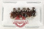 Scientific lot no. 986 Coprophaga (5 pcs)