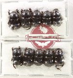 Scientific lot no. 1019 Coprophaga (10 pcs)