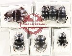 Scientific lot no. 1026 Coprophaga (7 pcs - 5 pcs A2)