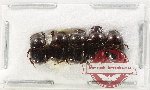 Scientific lot no. 976 Coprophaga (5 pcs)