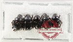 Scientific lot no. 977 Coprophaga (5 pcs)