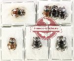 Scientific lot no. 994 Coprophaga (7 pcs)