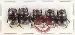 Scientific lot no. 1013 Coprophaga (5 pcs)