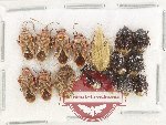 Scientific lot no. 1478 Heteroptera (16 pcs)