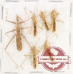 Scientific lot no. 1470 Heteroptera (6 pcs)