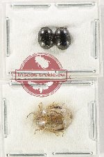 Scientific lot no. 1457 Heteroptera (3 pcs)