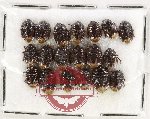 Scientific lot no. 1473 Heteroptera (Cydnidae) (19 pcs)
