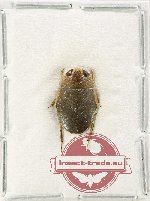 Scientific lot no. 1451 Heteroptera (1 pc)