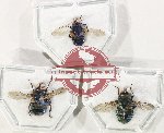 Scientific lot no. 129 Diptera (3 pcs - 1 pc A2)