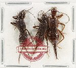 Scientific lot no. 166 Dermaptera (3 pcs A2)