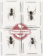 Scientific lot no. 51 Formicidae (4 pcs)
