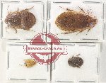 Scientific lot no. 132 Blattodea (4 pcs)